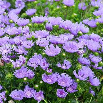 Стокезия Stokesia laevis 'Mel's Blue'